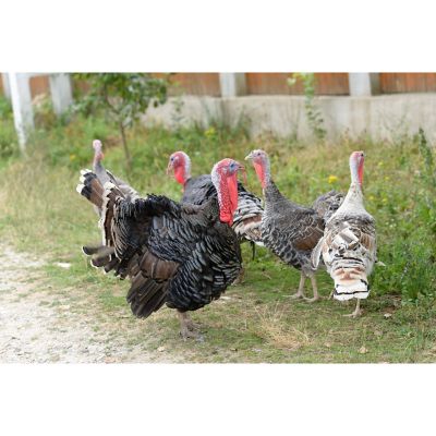 Hoover's Hatchery Live Bronze Turkeys, 10 ct.