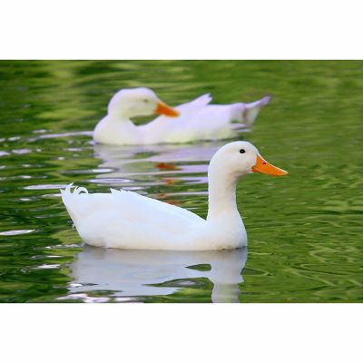 Hoover's Hatchery Live Pekin Ducks, 10 ct.