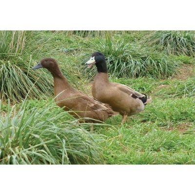 Hoover's Hatchery Live Khaki Campbell Ducks, 10 ct.