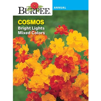 Burpee Cosmos Bright Lights Mix, 36324