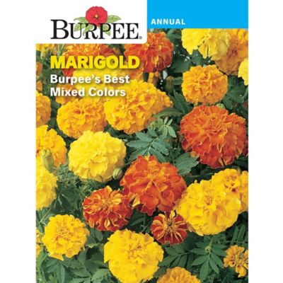 Burpee Marigold French Burpees Best Mix, 41679