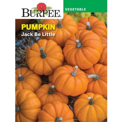 Burpee Heir Pumpkin Jack Be Little