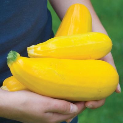 Image showing  Squash Summer Burpee Golden Zucchini