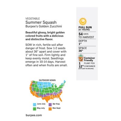 Image showing  Squash Summer Burpee Golden Zucchini