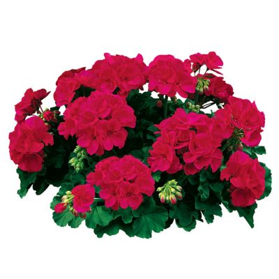 Post Gardens 10 in. Annual Hanging Plant Basket