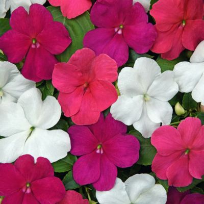 Image showing  10 in. Annual Hanging Plant Basket