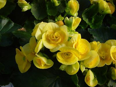 Image showing  10 in. Annual Hanging Plant Basket