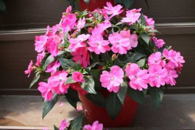 Image showing  10 in. Annual Hanging Plant Basket