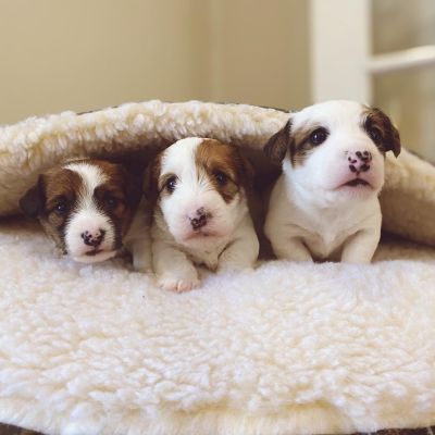 Image showing  Micro Suede Cozy Cave Dog Bed