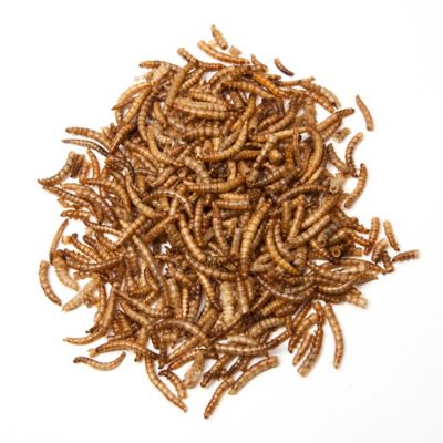 Image showing  Mealworm Poultry Treats