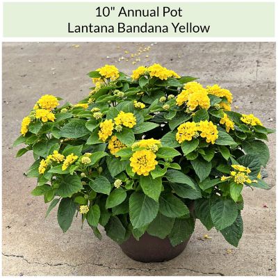 Pope's Plant Farm 10 in. Annual Pot