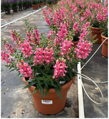 Image showing  10 in. Annual Pot