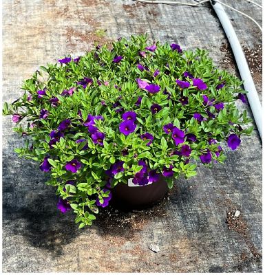 Image showing  10 in. Annual Pot