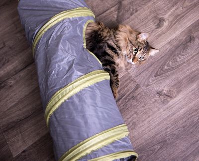 Image showing  Twinkle Chute Cat Toy