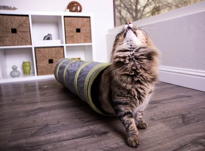 Image showing  Twinkle Chute Cat Toy