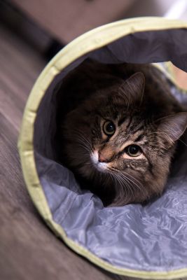 Image showing 7 th Petlinks Twinkle Chute Cat Toy