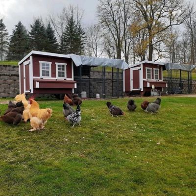 Image showing 6 th OverEZ Large Chicken Coop, 15 Chicken Capacity