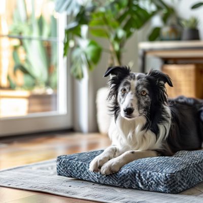 Snoozer Pet Premium Show Dog Forgiveness Dog Crate Pad