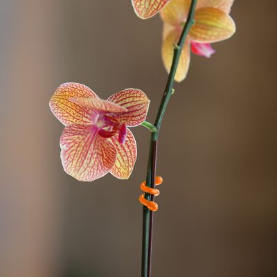 Image showing  Assorted Gear Tie Reusable Rubber Twist Ties, 8-Pack