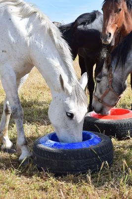 Image showing  16 qt. Round Tire Livestock Feeder