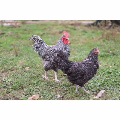 Image showing  Live Cuckoo Marans Chickens, 10 ct. Baby Chicks
