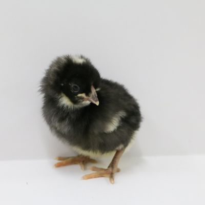 Image showing  Live Cuckoo Marans Chickens, 10 ct. Baby Chicks
