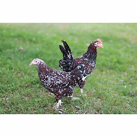 Hoover's Hatchery Live Speckled Sussex Chickens, 10 ct. Baby Chicks