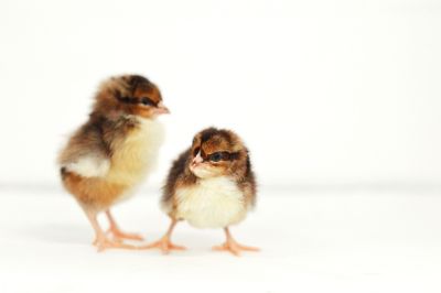 Image showing  Live Speckled Sussex Chickens, 10 ct. Baby Chicks