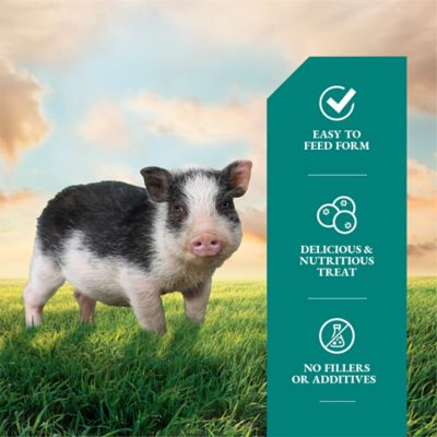 Image showing  Berries-and-Cream Flavor Mini Pig Treats, 4 lb.