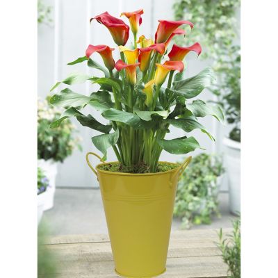 Van Zyverden 5 in. Multicolor Patio Calla Captain Fuego Plant with Yellow Metal Planter and Growers Pot