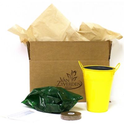 Image showing  5 in. Multicolor Patio Calla Captain Fuego Plant with Yellow Metal Planter and Growers Pot