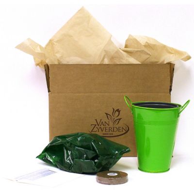 Image showing 1 th Van Zyverden Lily of The Valley Patio Plant with Green Metal Planter and Growers Pot