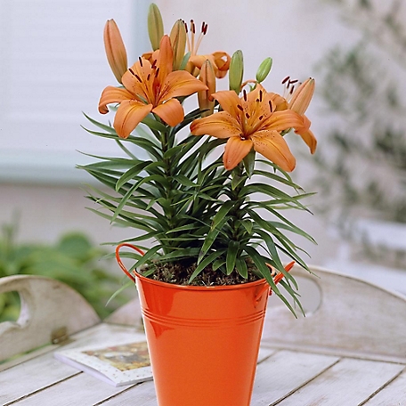 Van Zyverden Orange Pixie Lily Patio Plant with Orange Metal Planter and Growers Pot