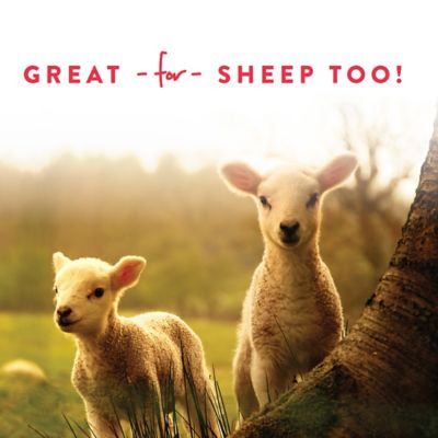 Image showing  Apple Goat Treats with Probiotics, 5 lb.