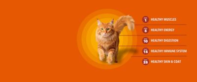 Image showing  Perfect Portions Adult Indoor Grain-Free Chicken and Tuna Pate Wet Cat Food Variety pk., 2.6 oz., 12 pk.