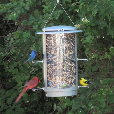 More Birds Squirrel X X 1 Squirrel Proof Bird Feeder 11 At Tractor Supply Co