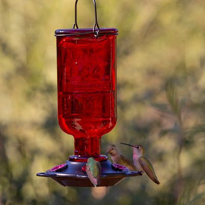 Image showing  13 oz. Hummingbird Elixir Feeder