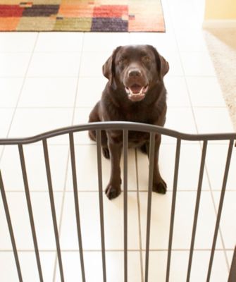 Image showing 5 th MyPet Extra Wide Windsor Arch Walk-Through Steel Pet Gate, 38.3 in. to 72 in. W