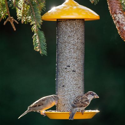 Image showing  1.6 lb. Finch Screen Bird Feeder, 13 in.