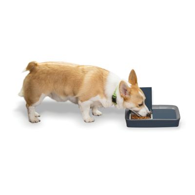 petsafe digital two meal pet feeder