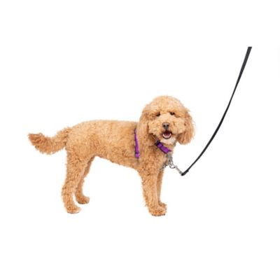 Image showing  3-in-1 Dog Harness and Car Restraint