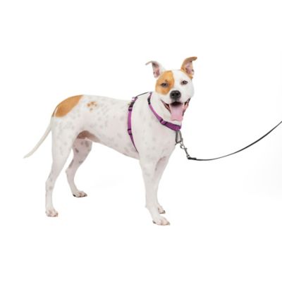 PetSafe 3 in 1 Dog Harness and Car Restraint I bought this for my puppy and its great for teaching her to walk on a leash without pulling having multiple options to connect to it keeps me from having to switch harnesses for car rides