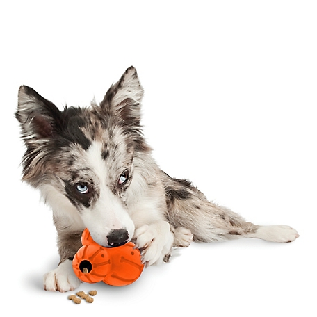PetSafe Sportsmen Treat Holding Barnacle Dog Chew Toy, Medium