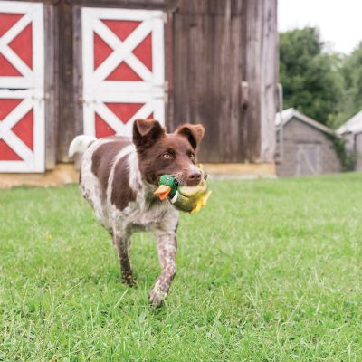 Image showing  Sportsmen Squeeze Meeze Duck Dog Toy