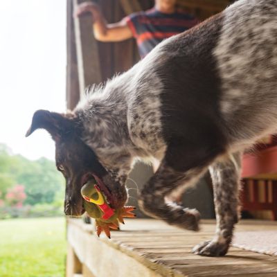 Image showing  Sportsmen Squeeze Meeze Turkey Dog Toy