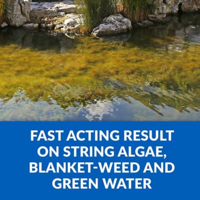 Image showing  Algae D-Solv Fast Acting Algaecide Koi Pond Treatment, 1 gal.