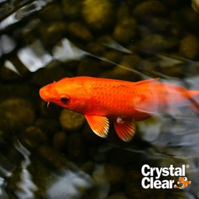 Image showing  Algae D-Solv Fast Acting Algaecide Koi Pond Treatment, 1 gal.