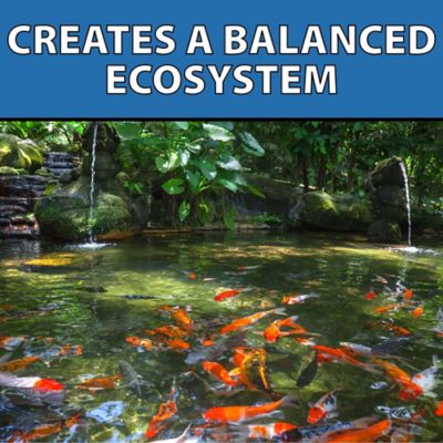 Image showing  Barley Extract Liquid Pond Treatment, Natural Pond Clarifier, 1 gal.