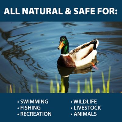 Image showing 6 th Airmax PondClear Packets - The Original Natural Clarifier - 96 Water Soluble Packets