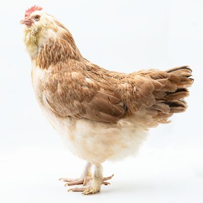 Image showing  Live Salmon Faverolle Chickens, 10 ct. Baby Chicks